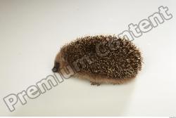 Whole Body Hedgehog